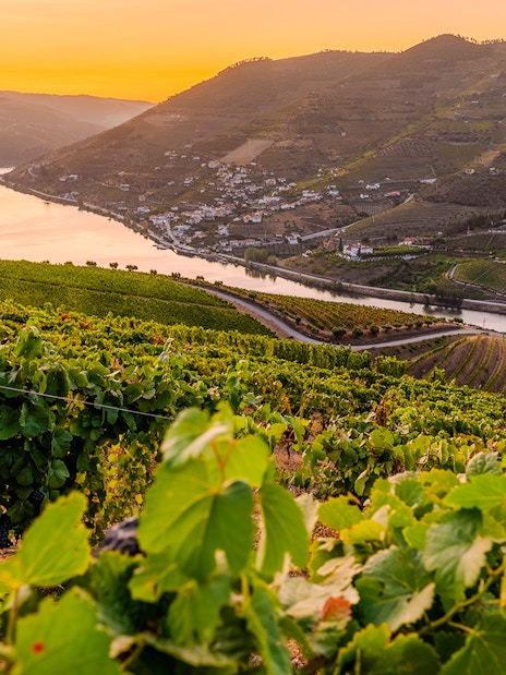 Vineyards along the Duoro River in Portugal's Duoro Valley at sunset.