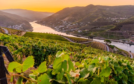 Half Day Douro Valley Guided Tour with 1-Hour Pinhao Cruise & Wine Tastings