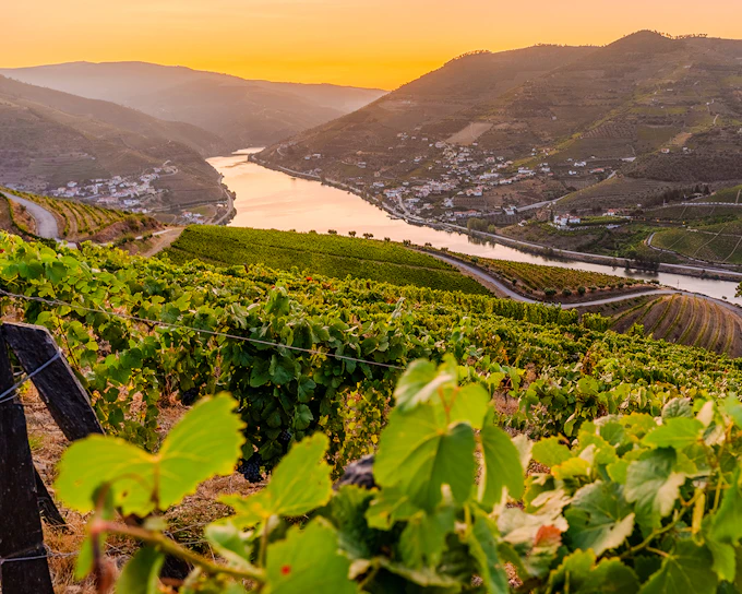 Half Day Douro Valley Guided Tour with 1-Hour Pinhao Cruise & Wine Tastings