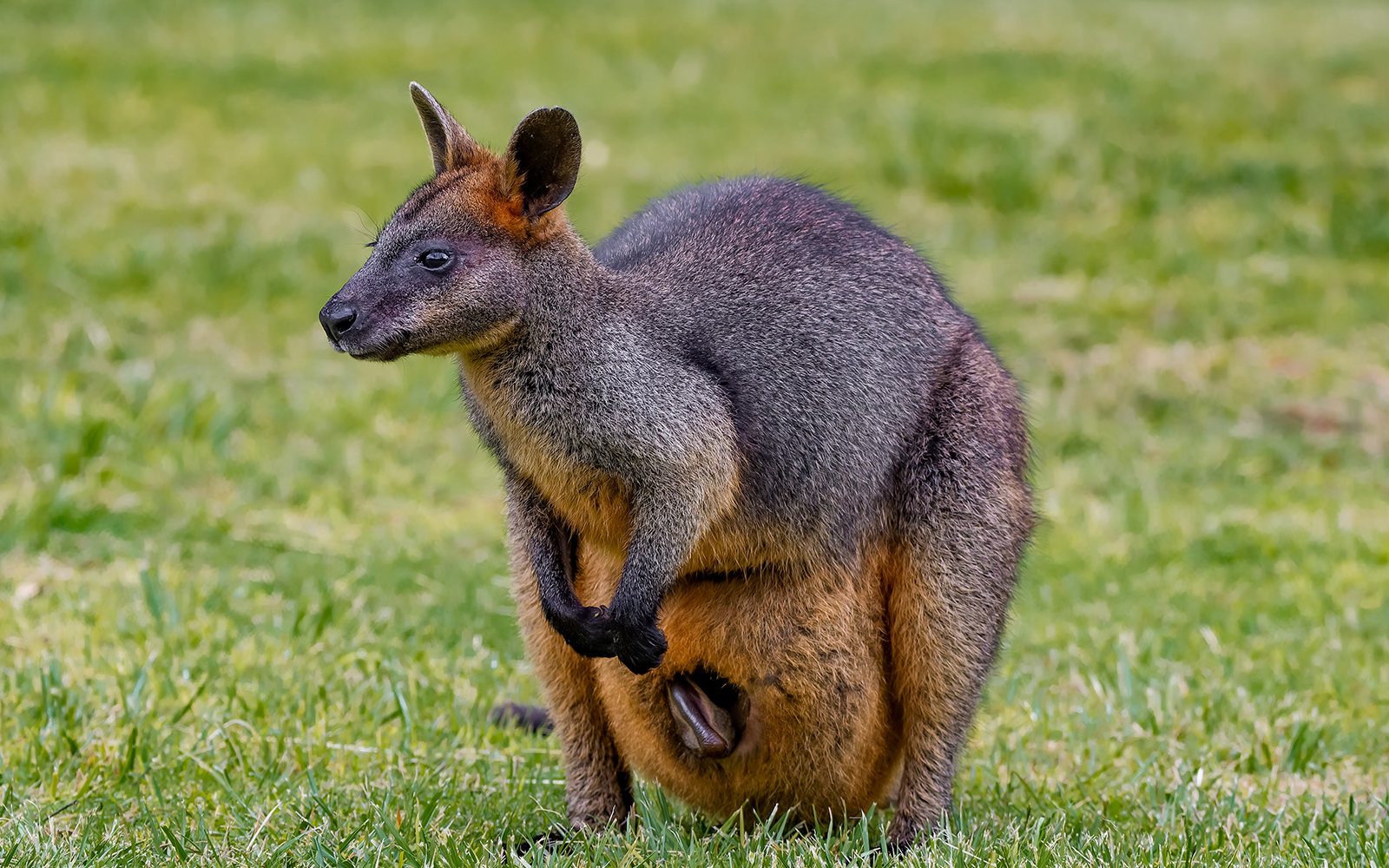 Swamp wallaby