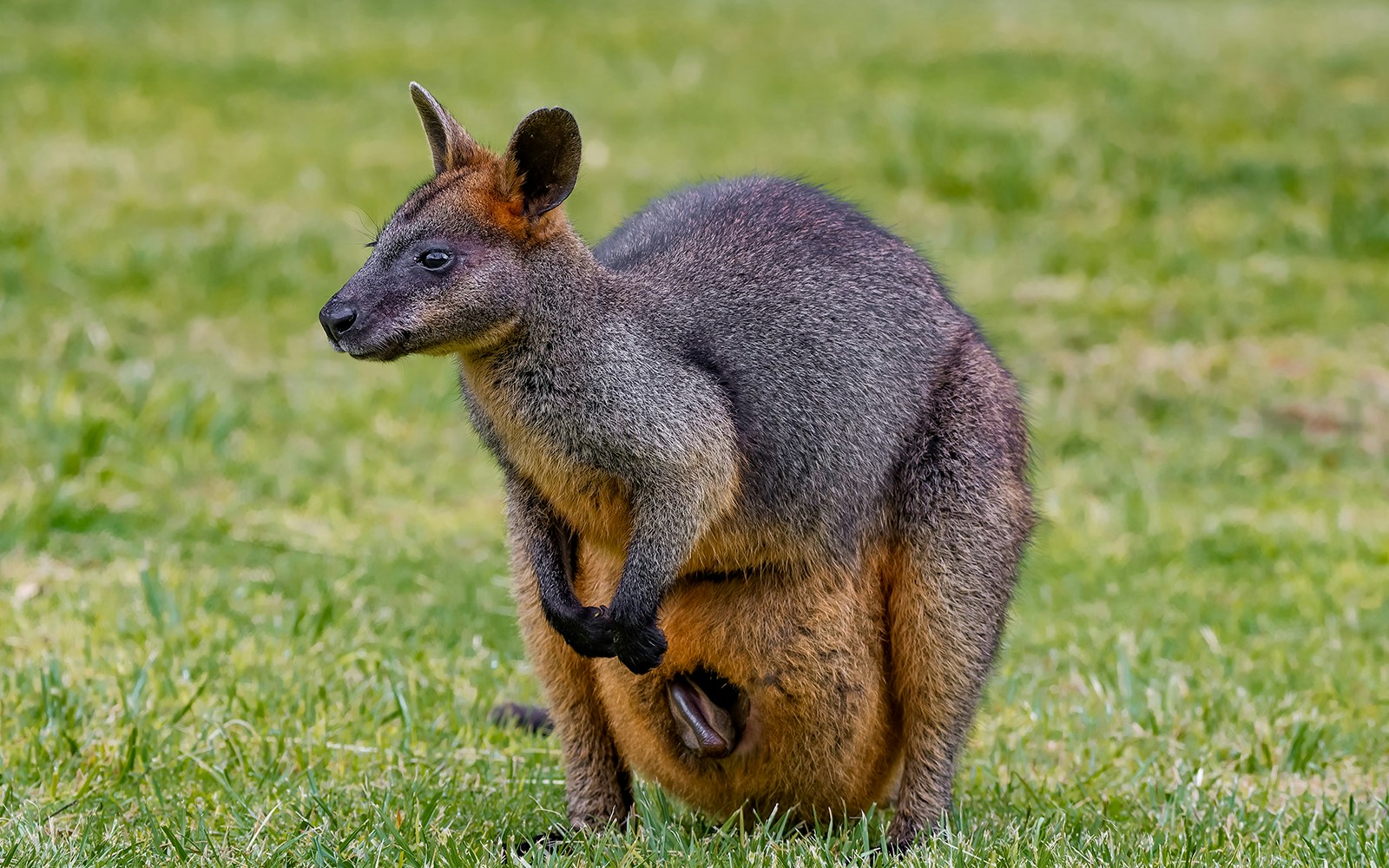 Swamp wallaby standing on grass in natural habitat.
