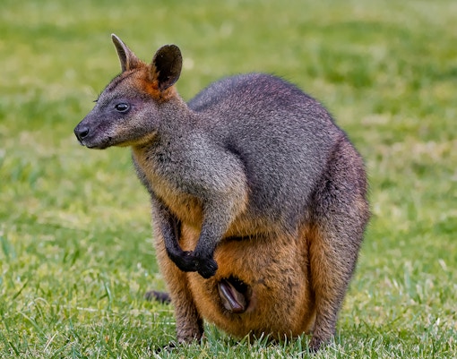 Swamp wallaby