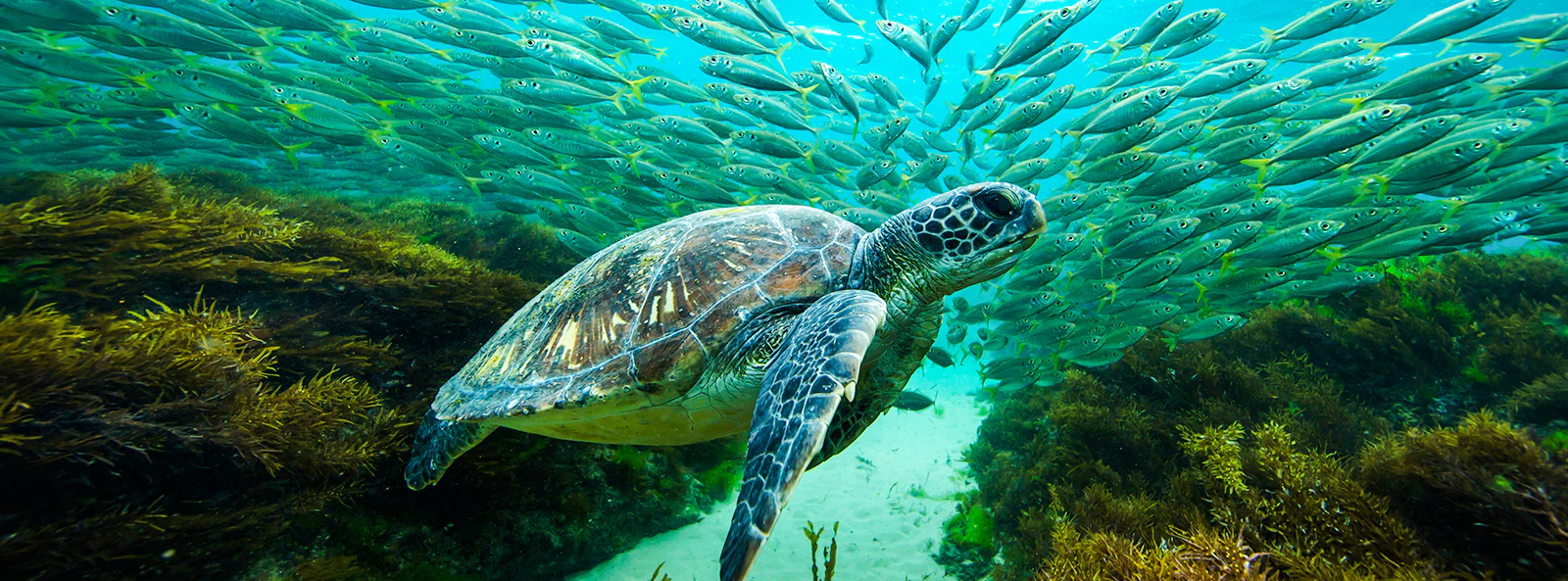 Green sea turtle swimming with fish at Great Barrier Reef, Lady Elliot Island.