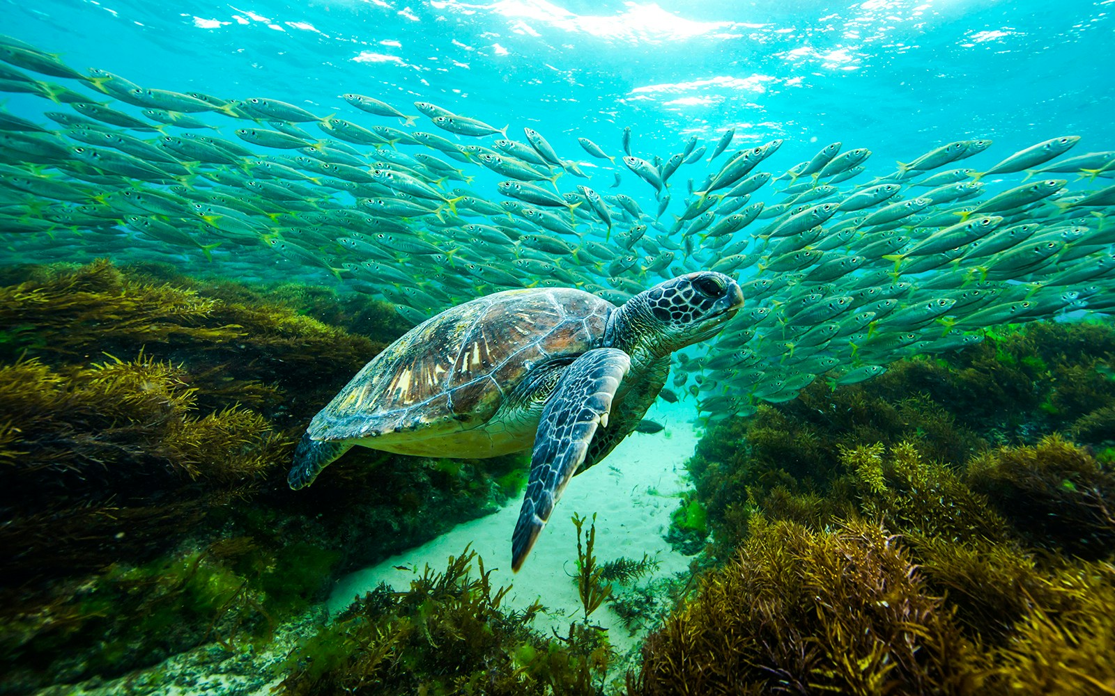 Green sea turtle swimming with fish at Great Barrier Reef, Lady Elliot Island.