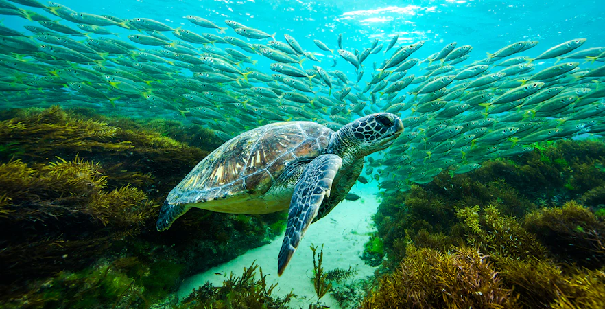 Green sea turtle swimming with fish at Great Barrier Reef, Lady Elliot Island.