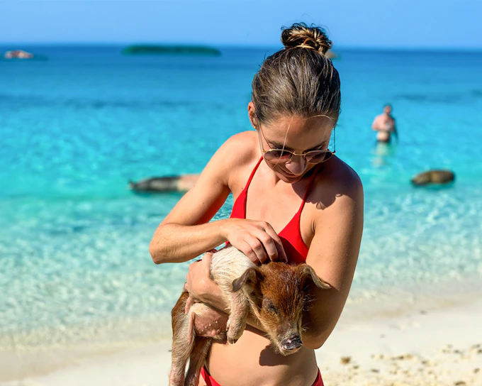 Swim with Pigs Private Boat Charter at Rose Island or Exumas