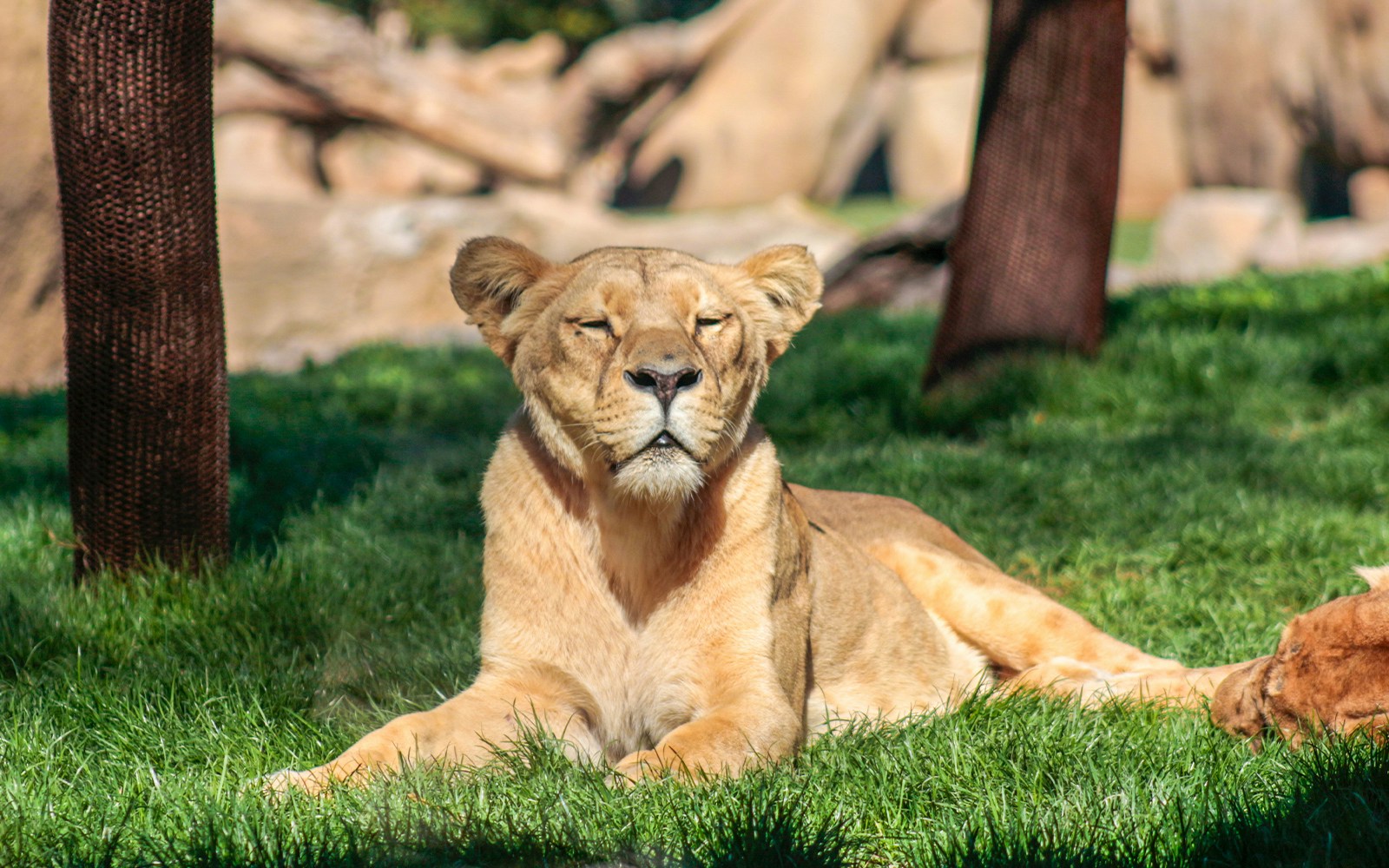 Lioness resting on grass at Bioparc Valencia.
