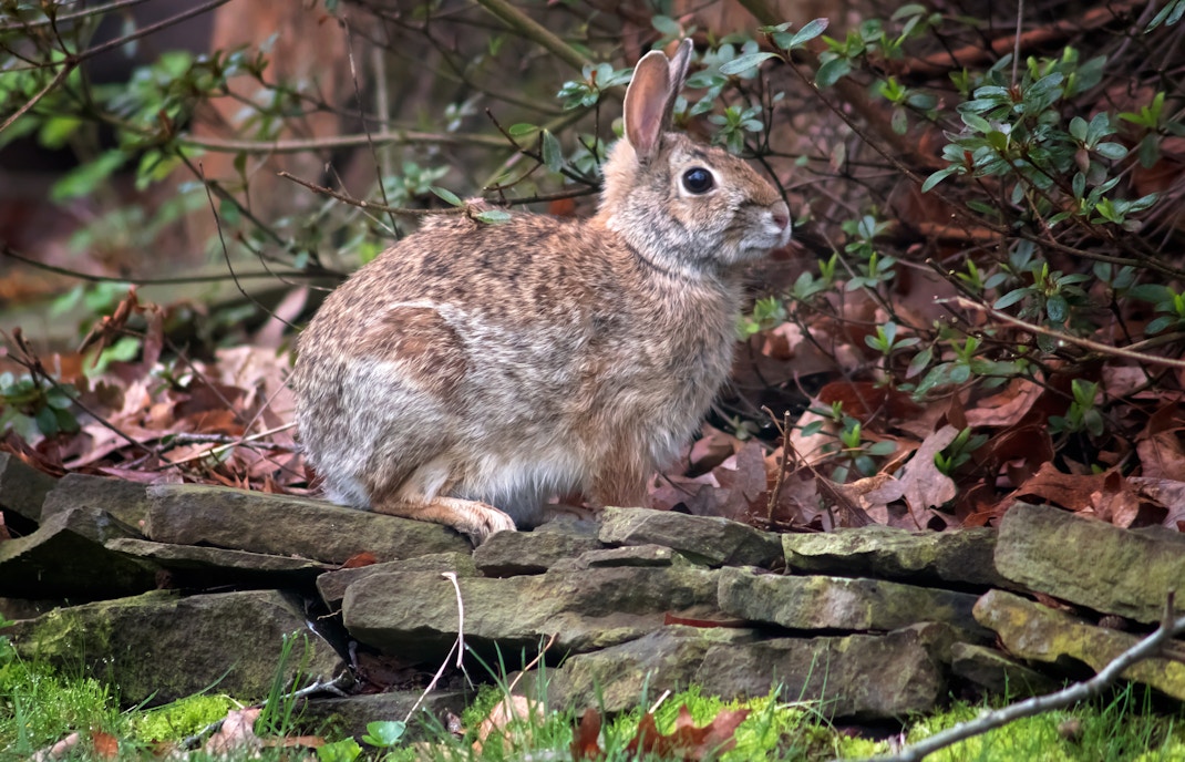 Wild Rabbits at Berlin Wall