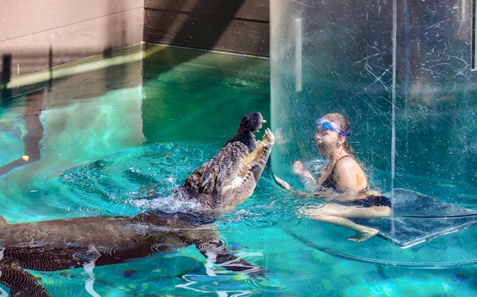 Person in a glass cage facing a crocodile at Crocosaurus Cove's Cage of Death.