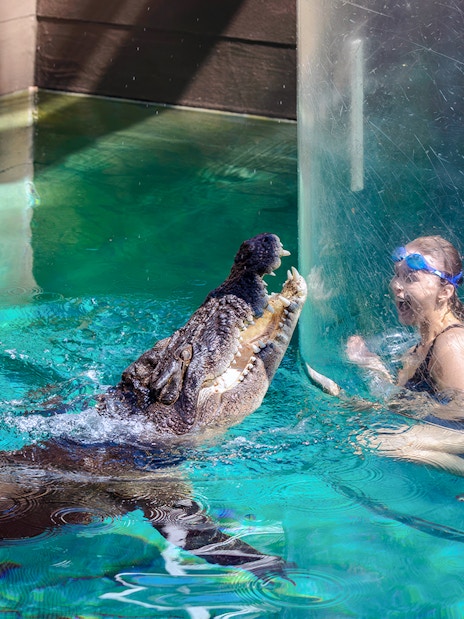 Person in a glass cage facing a crocodile at Crocosaurus Cove's Cage of Death.