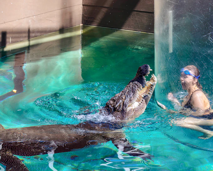 Crocosaurus Cove Tickets with Cage of Death Experience