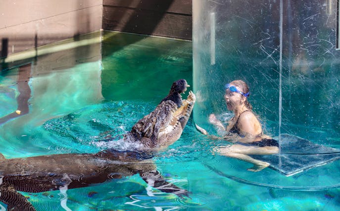 Person in a glass cage facing a crocodile at Crocosaurus Cove's Cage of Death.