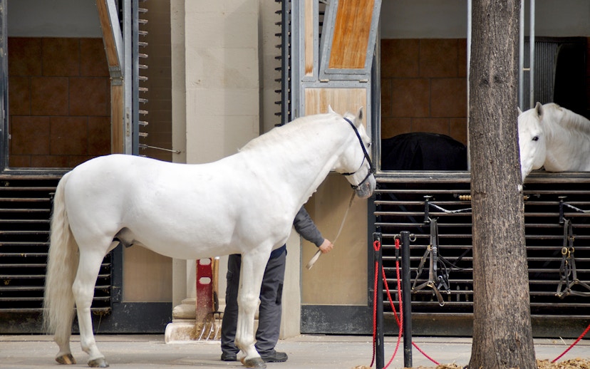 White horse being led by a trainer at the Spanish Riding School stables.
