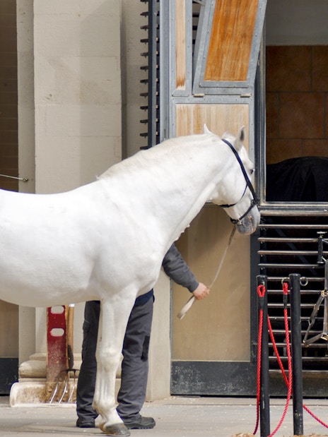 White horse being led by a trainer at the Spanish Riding School stables.