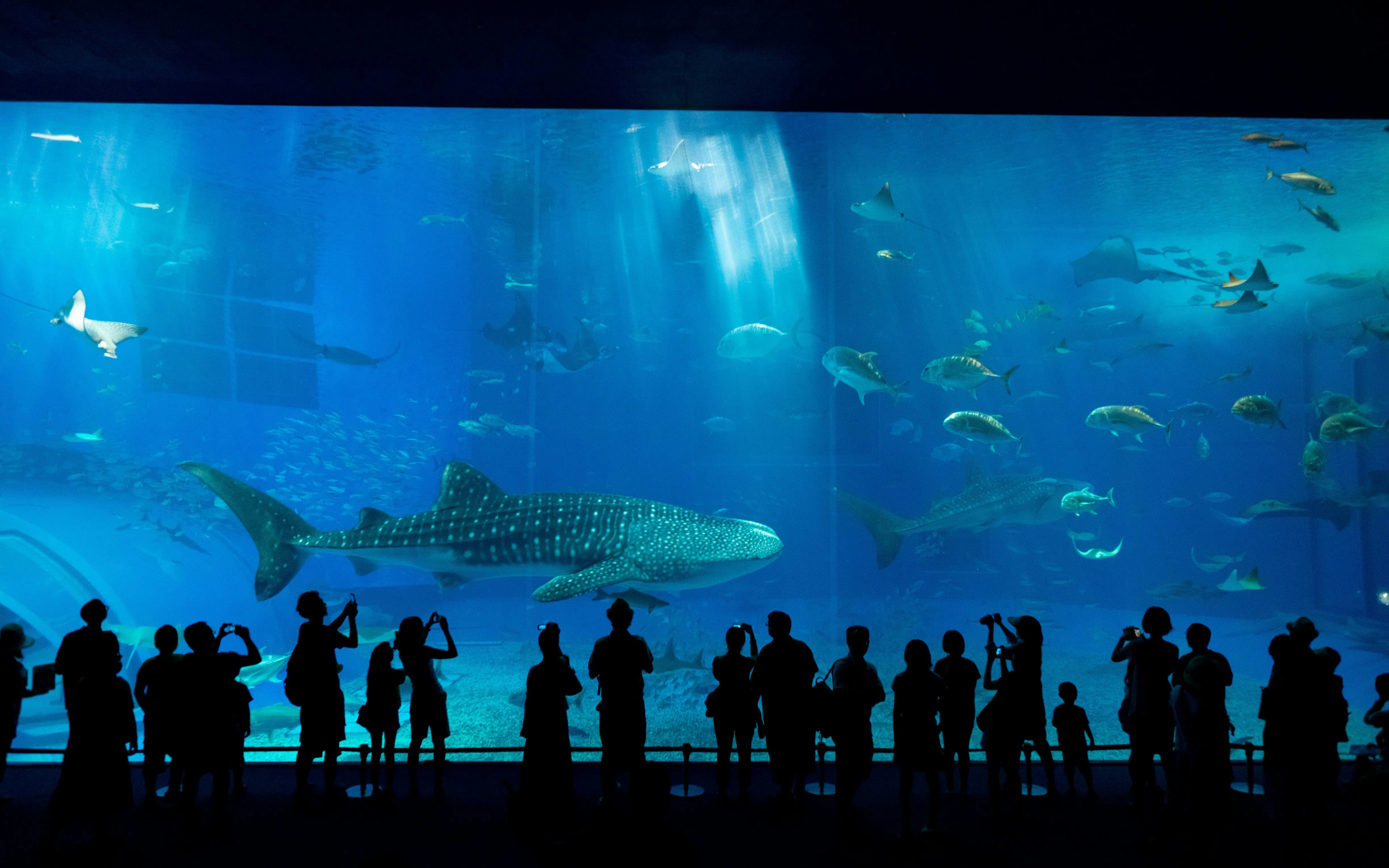Visitors viewing marine life at Taji Whale Museum aquarium.