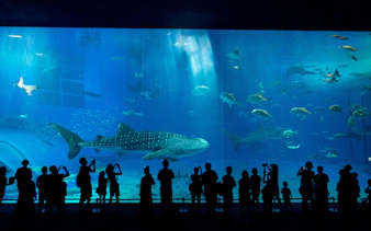 Visitors viewing marine life at Taji Whale Museum aquarium.