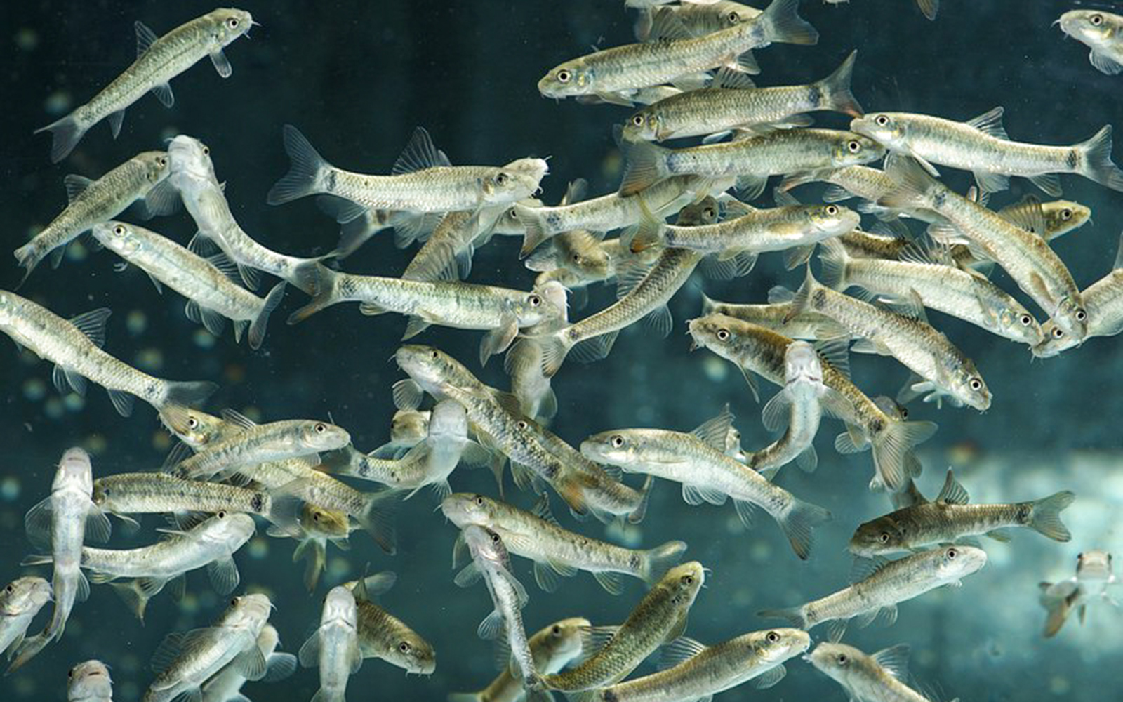Fish swimming in an aquarium at Schönbrunn Zoo's Desert House.