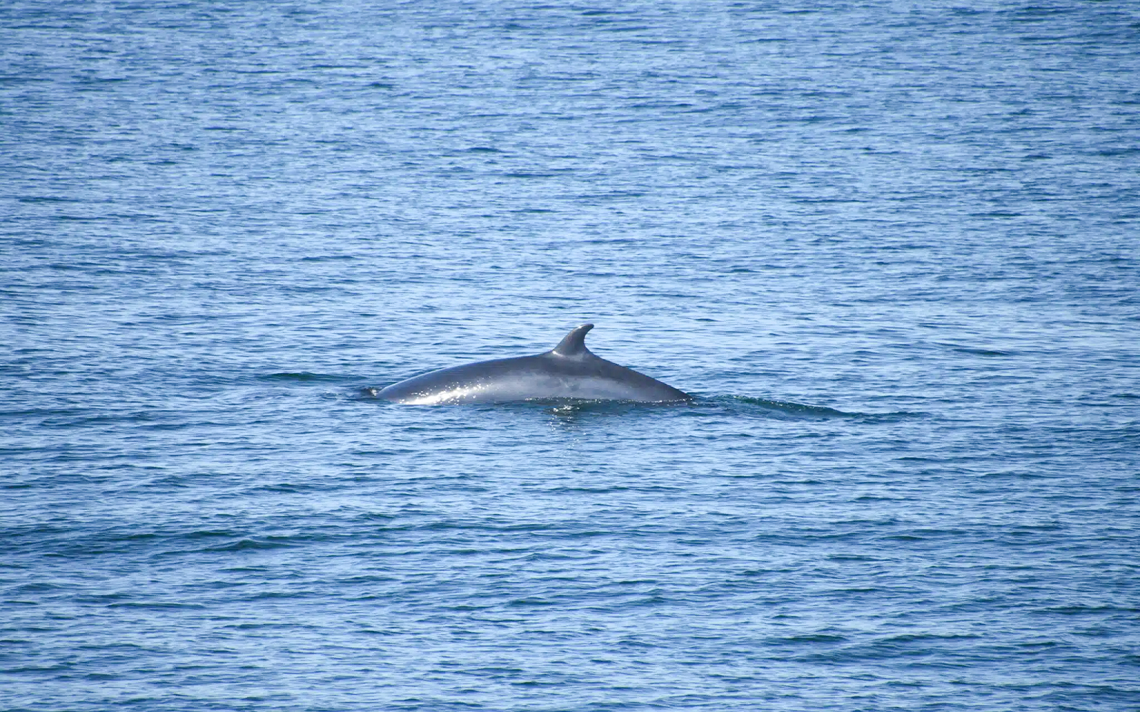 Porpoise surfacing in ocean during whale watching tour in Reykjavik.