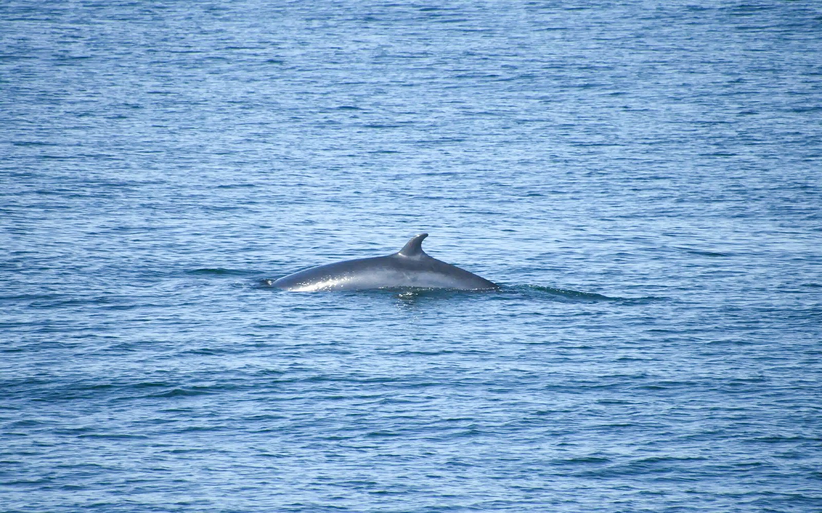 Porpoise surfacing near RIB speedboat during whale watching tour in Reykjavik.