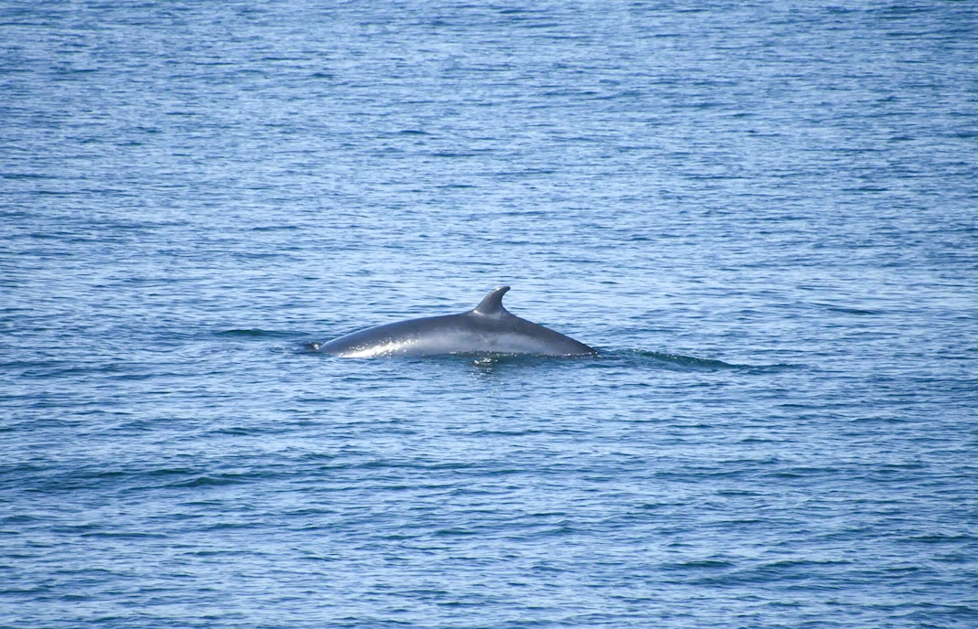 Porpoise surfacing in ocean during whale watching tour in Reykjavik.