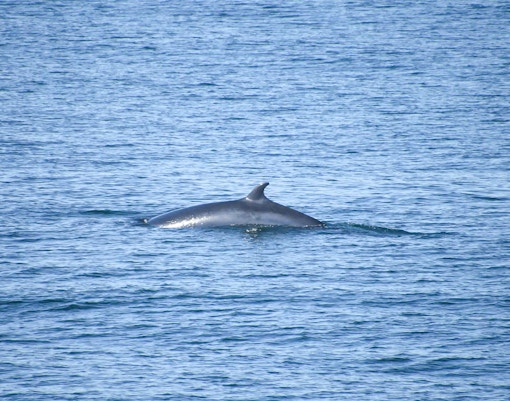 Porpoise surfacing in ocean during whale watching tour in Reykjavik.
