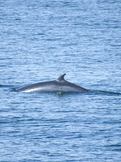 Porpoise surfacing in ocean during whale watching tour in Reykjavik.