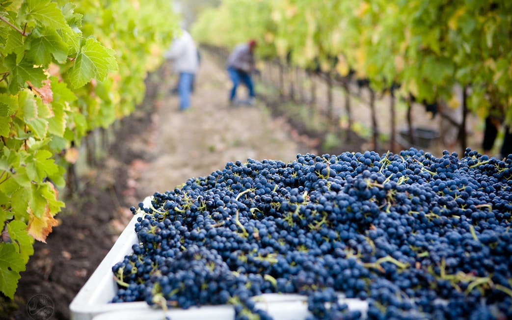 Grapes harvested in Chianti Hills vineyard for wine tasting tour.