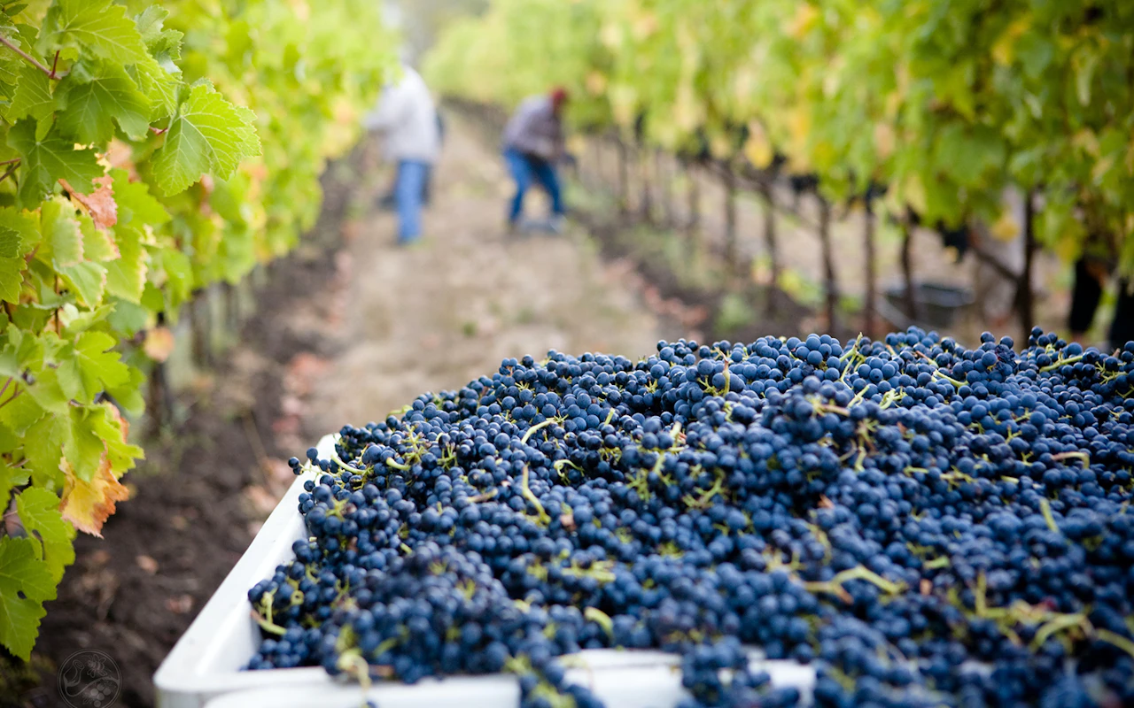 Les saveurs du Chianti : saveurs de la campagne, visite de vignobles et dégustations — 4