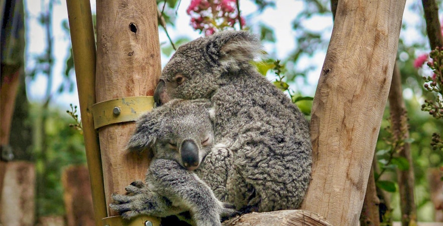 Билеты в зоопарк долины Луары