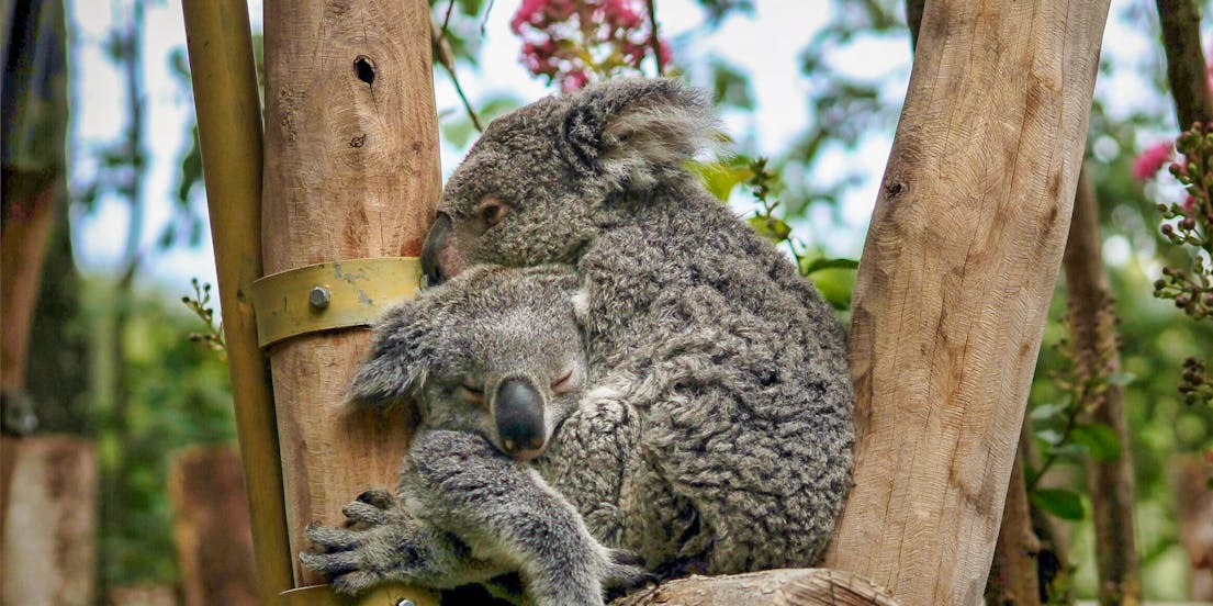 Loire Valley Zoo Tickets