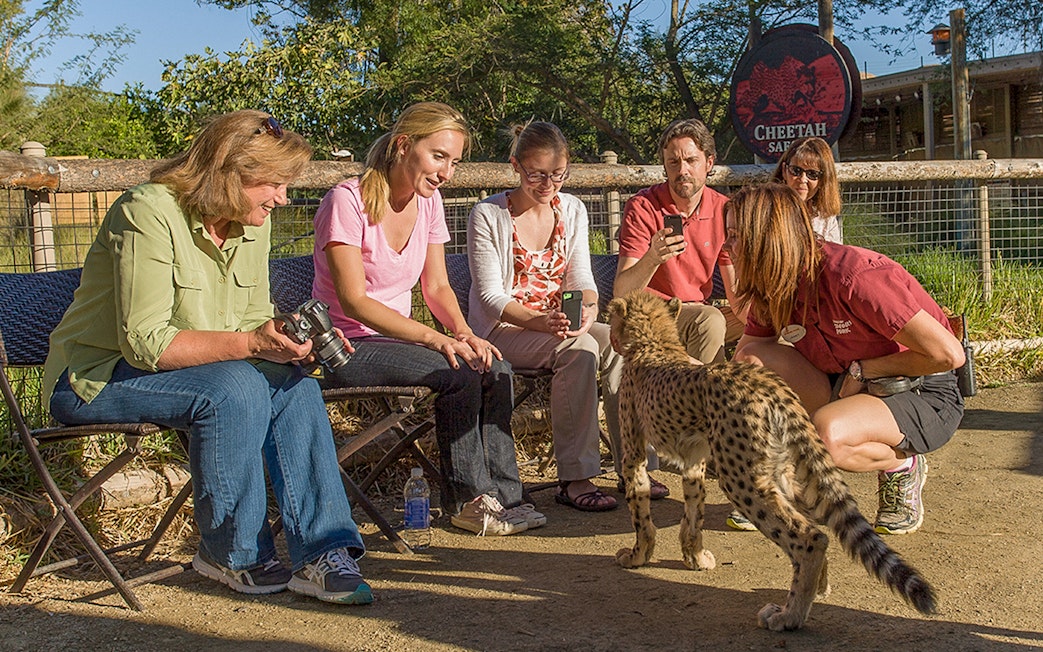 Tourists interacting with a cheetah at San Diego Zoo's Cheetah Safari.