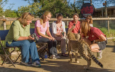 Tourists interacting with a cheetah at San Diego Zoo's Cheetah Safari.