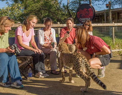 Tourists interacting with a cheetah at San Diego Zoo's Cheetah Safari.