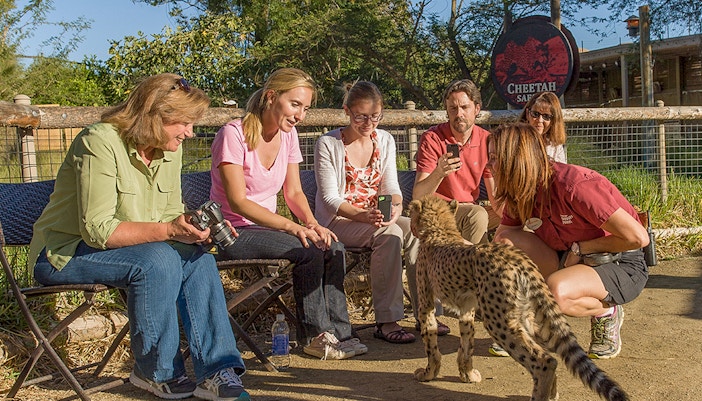Tourists interacting with cheetah inside San Diego Zoo