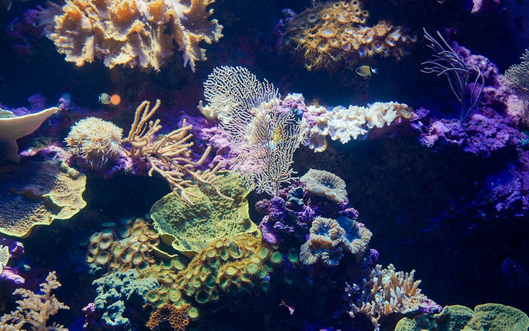 Coral reef with diverse marine life at Singapore Oceanarium.