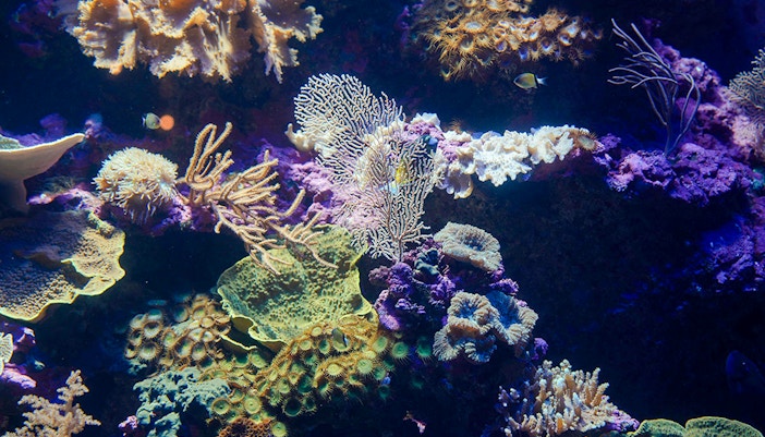 Coral reef with diverse marine life at Singapore Oceanarium.