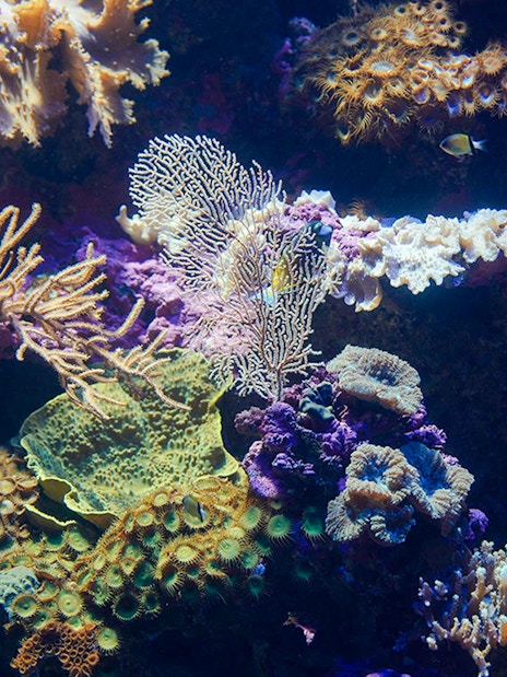 Coral reef with diverse marine life at Singapore Oceanarium.