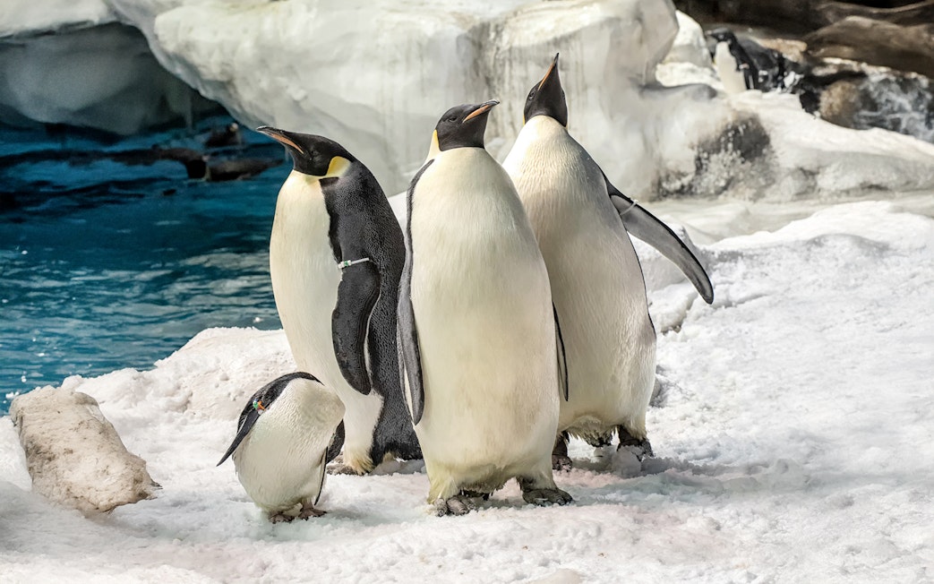 Penguins standing on snow at SeaWorld San Diego exhibit.