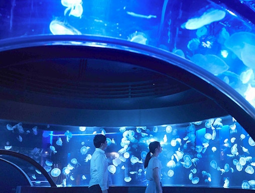 Visitors observing jellyfish at Kyoto Aquarium.