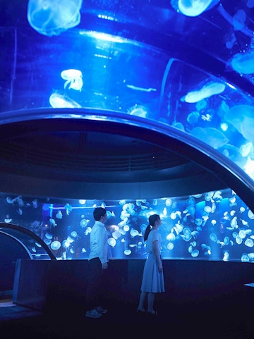 Visitors observing jellyfish at Kyoto Aquarium.