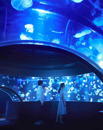 Visitors observing jellyfish at Kyoto Aquarium.
