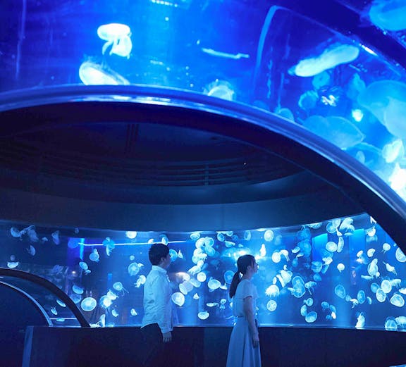 Visitors observing jellyfish at Kyoto Aquarium.