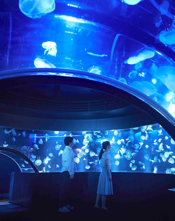 Visitors observing jellyfish at Kyoto Aquarium.
