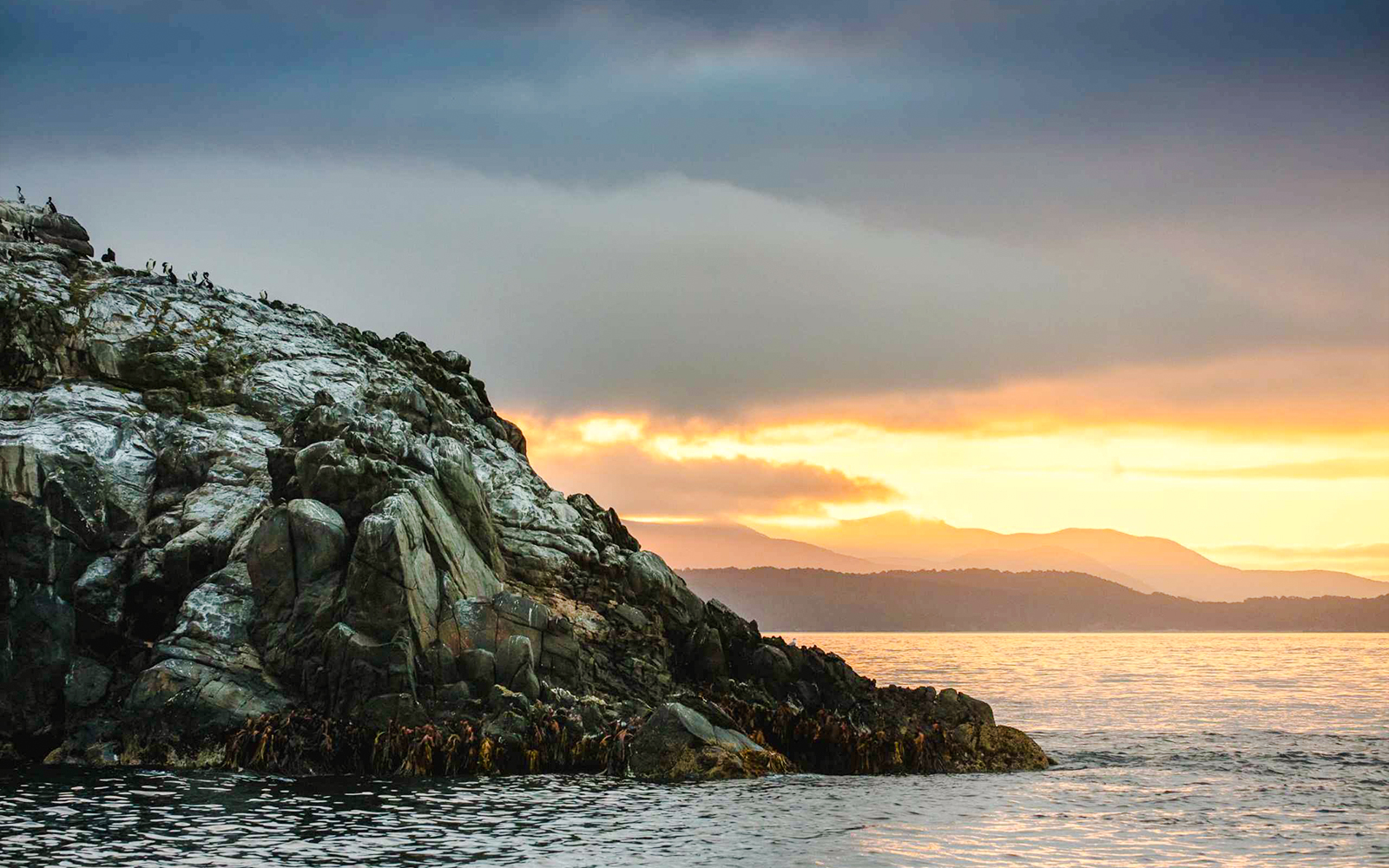 Rocky outcrop with seabirds at sunset on Stewart Island, New Zealand.