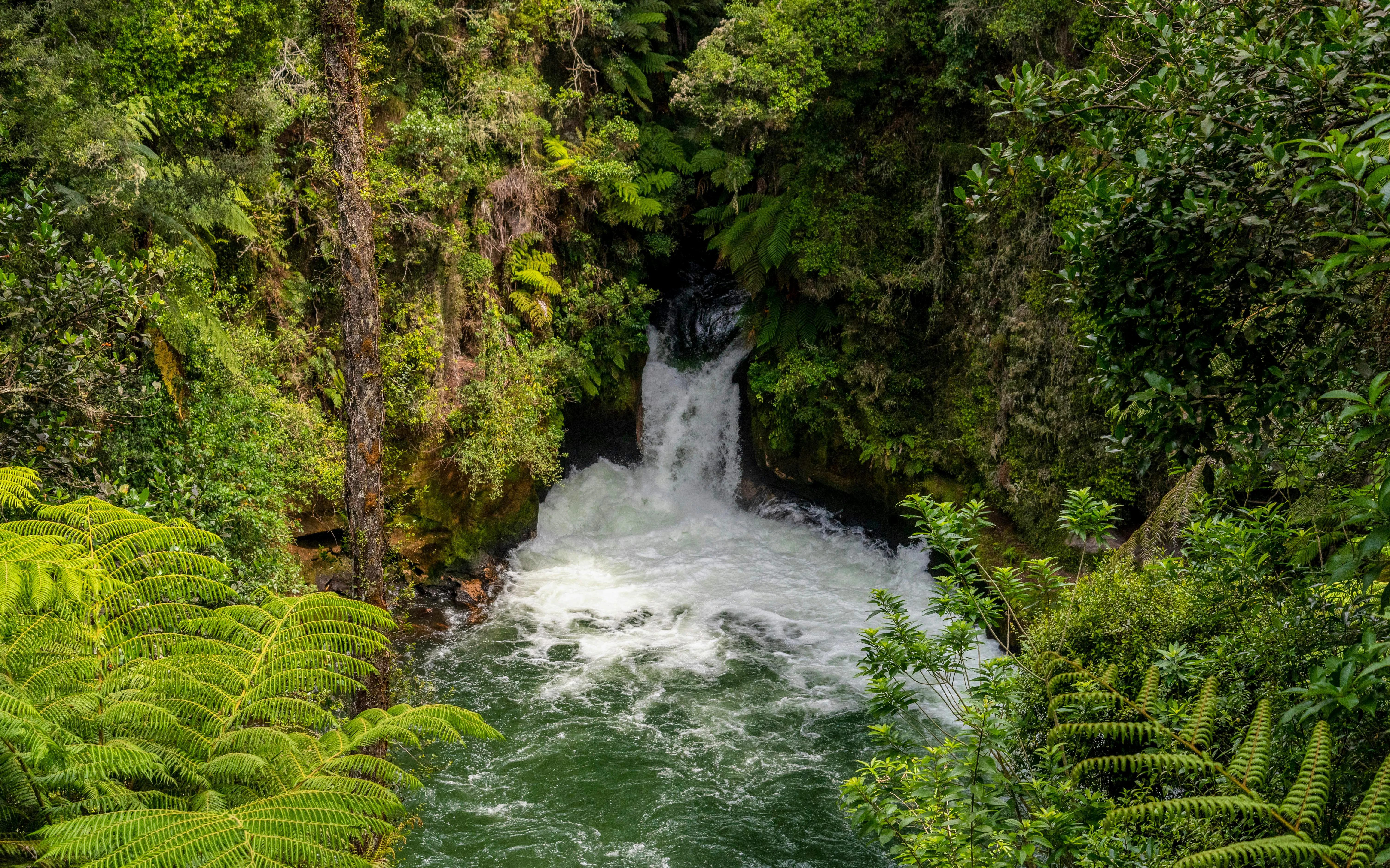 Cascade at Kaituna River surrounded by lush greenery near Rotorua, New Zealand.