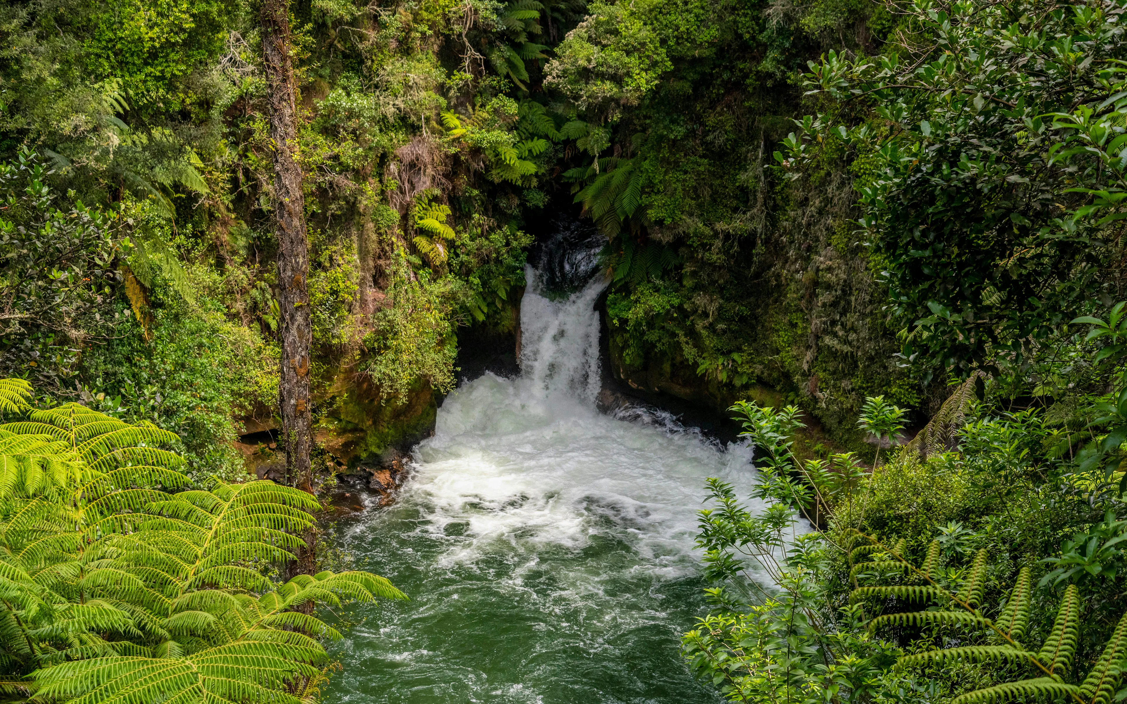 Cascade at Kaituna River surrounded by lush greenery near Rotorua, New Zealand.
