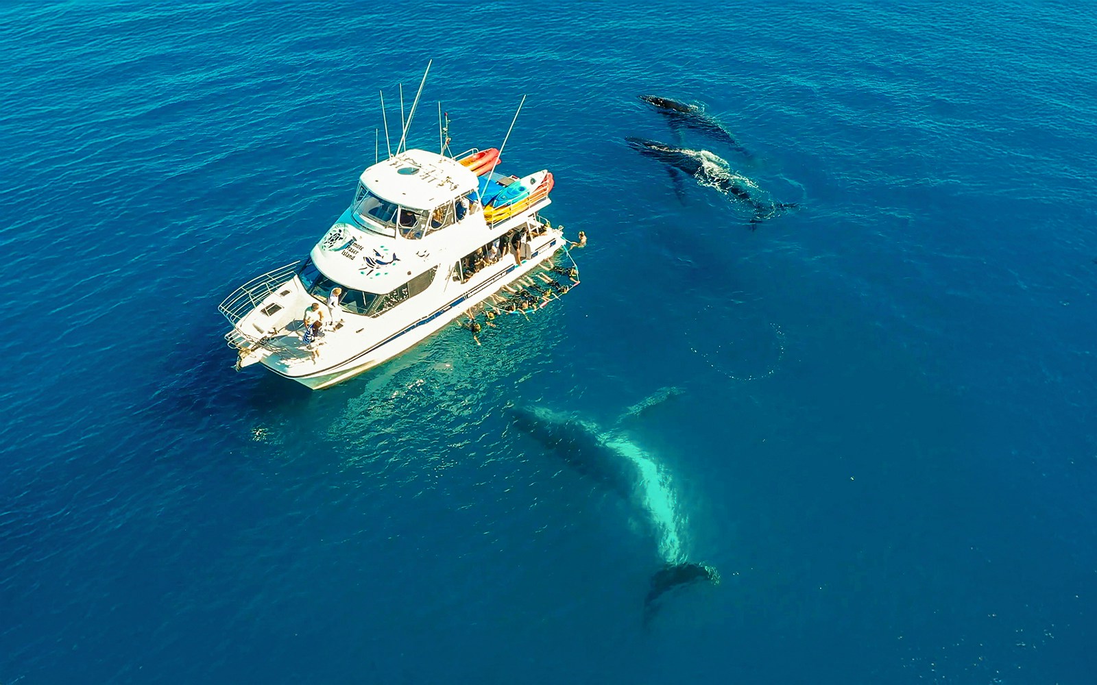 Aerial view of a boat near whales in Fraser Island waters, K'gari.