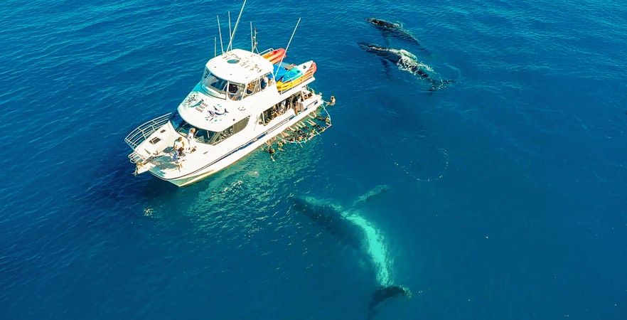 Aerial view of a boat on a whale watching tour near Fraser Island.