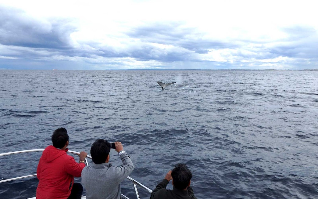 People on a boat watching a whale tail in the ocean during a whale watching tour.