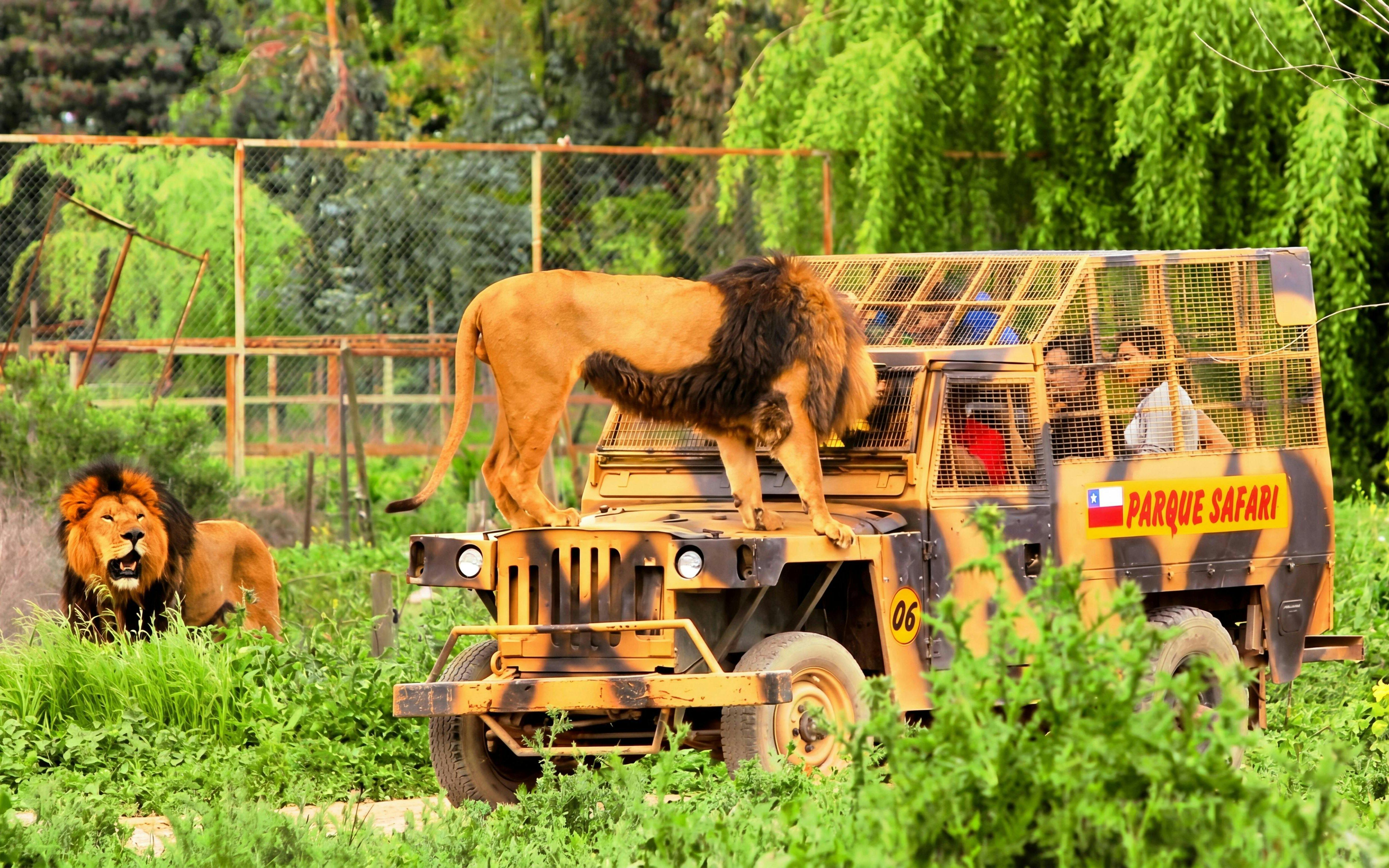 Tourists in safari car with lion on hood at Chile Safari Park.